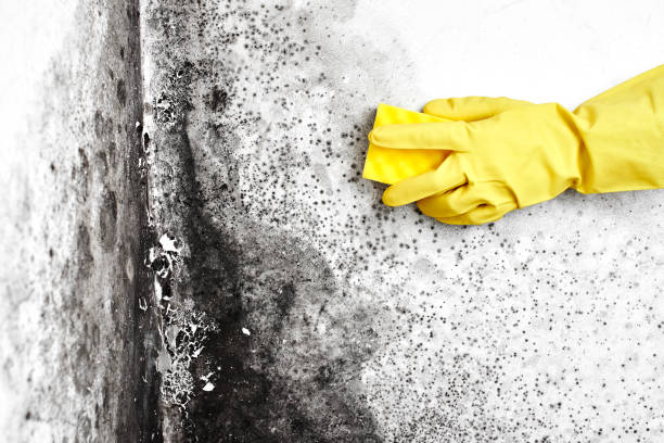 Best Basement Mold Remediation in Manhattan, MT