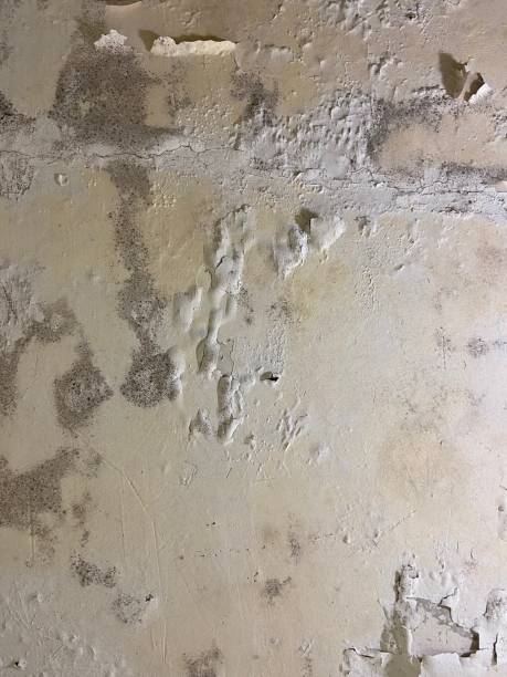 Best Basement Mold Remediation in Manhattan, MT