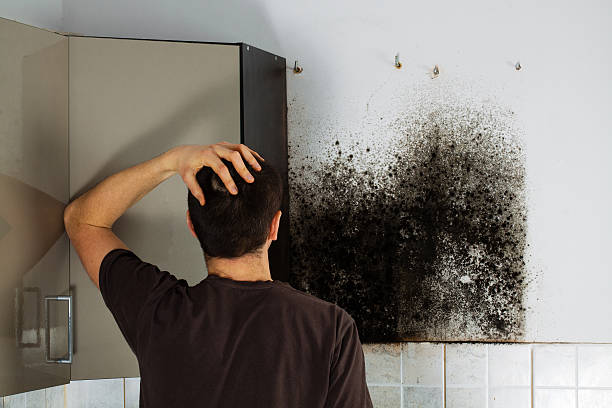 Best Emergency Mold Remediation in Manhattan, MT